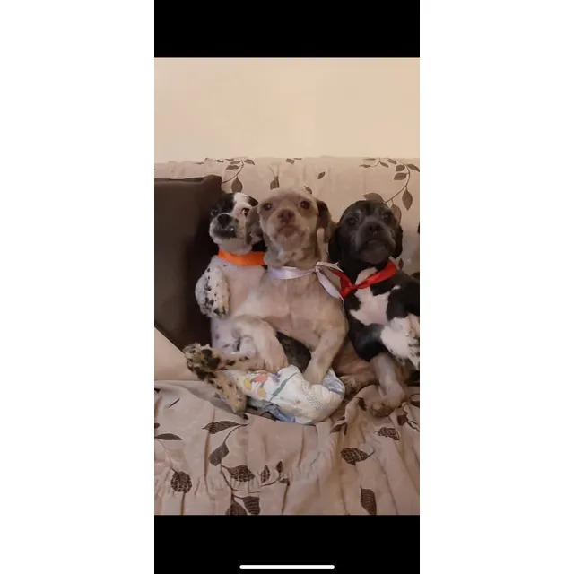 Por Motivos De Viaje, Estoy Dando En Adopción, Mis Cachorros