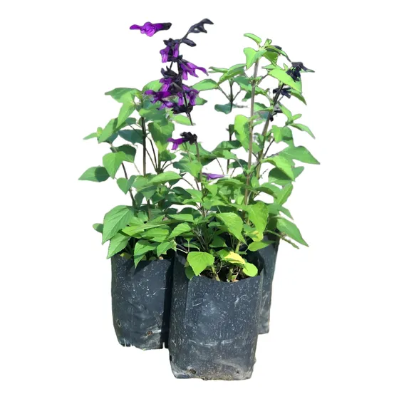 Salvia Guaranitica  Excelentes Ejemplares Cajon X10 En 3l