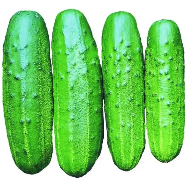 Semente De Pepino Híbrido Primepack Plus Seminis 3000 Semen