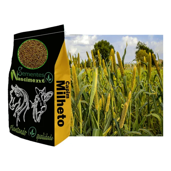 Semente De Sementes De Capim Milheto De Pastagem Ótima Para Bovinos Produtores Sementes Nascimento De 2kg