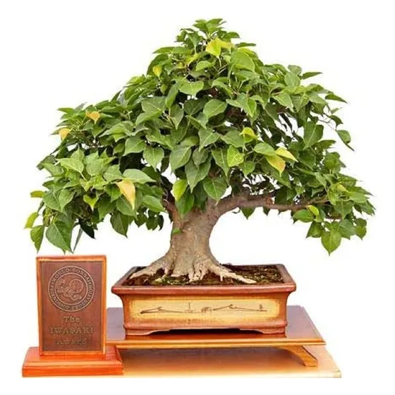 25 Semillas De Arbol Bonsai De Higo Sagrado Ficus Ficus Sagr