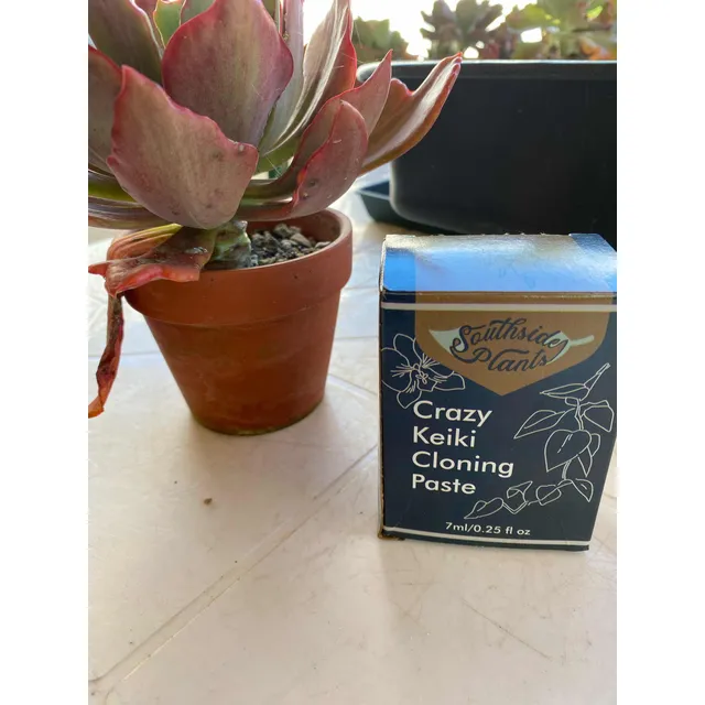 Pasta Citoquinina Keiki