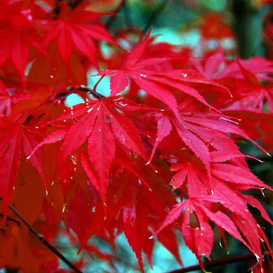 10 Semillas De Arbol De Arce Japones Rojo Palmatum Bonsai Se