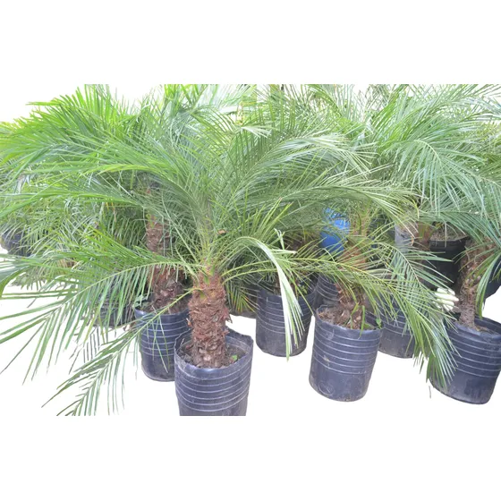 Palmera Phoenix Para Exteriores, En Envases 30 Litros.