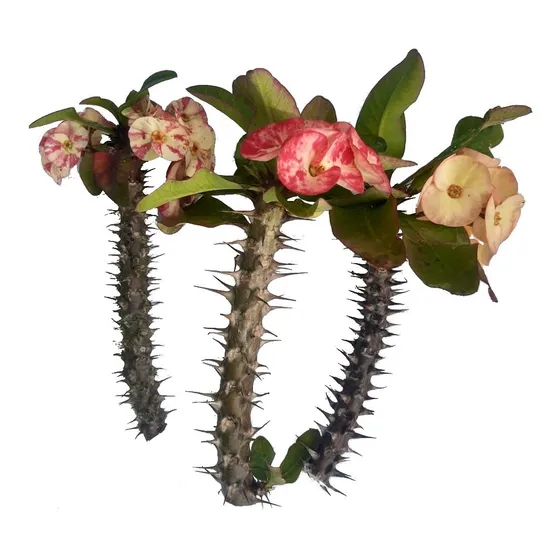 3 Esquejes  Coronas De Cristo  Diferentes Colores Euphorbia