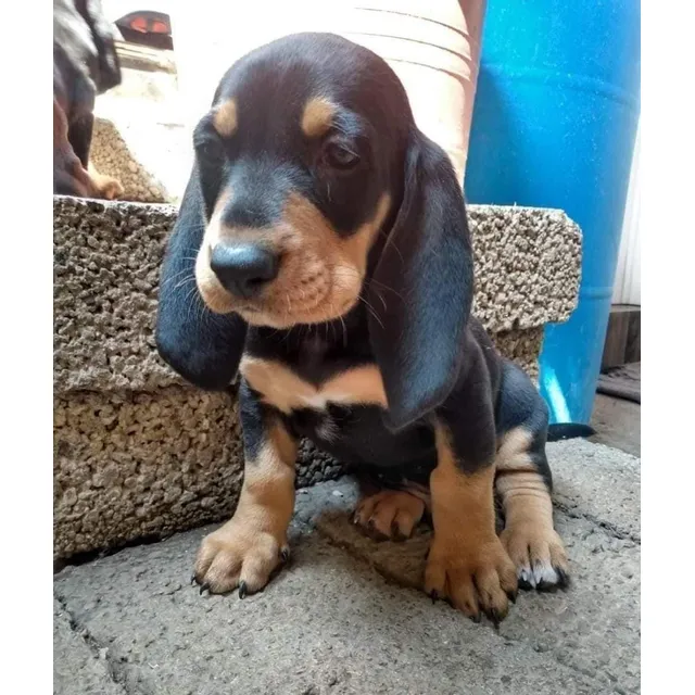 Cachorros Sabueso Fino Colombiano Puros Perros Medellín