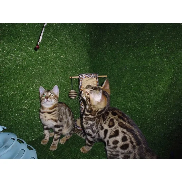 Gatos Bengali  Un Macho Y Una Hembra