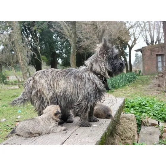 Cachorras Cairn Terrier Hembra Con Pedigree