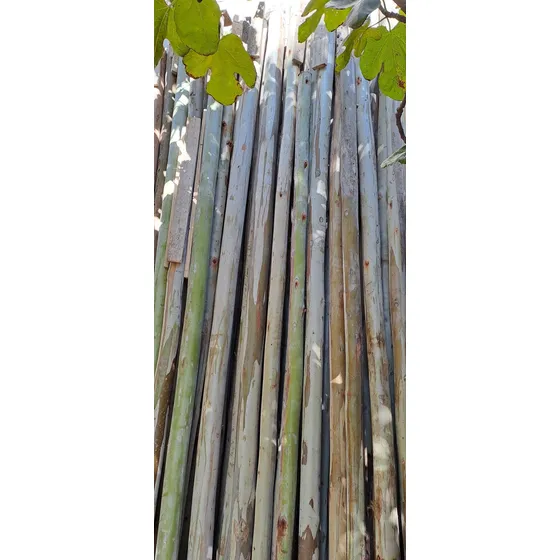 Eucalipto Y Pino Puntales Y Tablas De Construcción