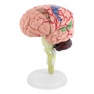 Montaje 4d Del Modelo Anatómico Del Cerebro Humano Montaje 4d Del Modelo Anatómico Del Cerebro Humano