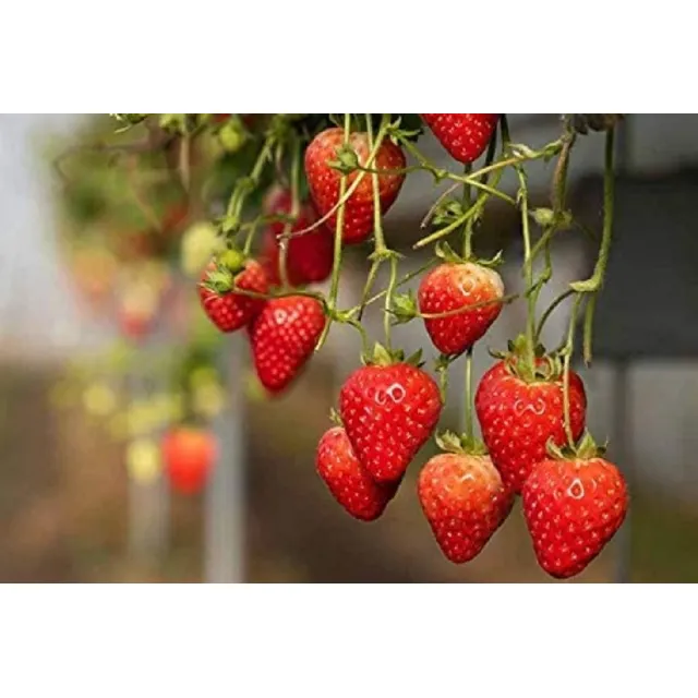 Semillas De Frutillas Ruegen  Frutos Largos