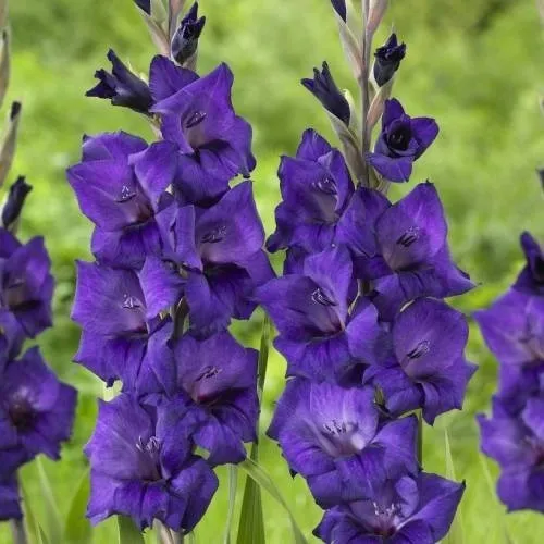 Bulbo Planta De Gladiolos Flor Color Violeta
