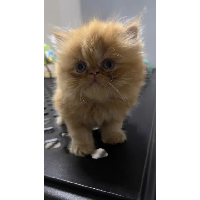 Gatos Persa