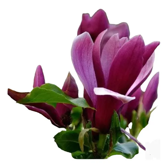 Magnolia Purpurea( Liliflora Mulan Tulipán)-lirio. Nat. Act