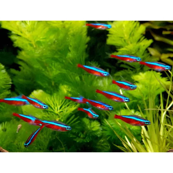 Peixe Neon Cardinal 2cm Pacote Com 10 Unidades (cote Frete)
