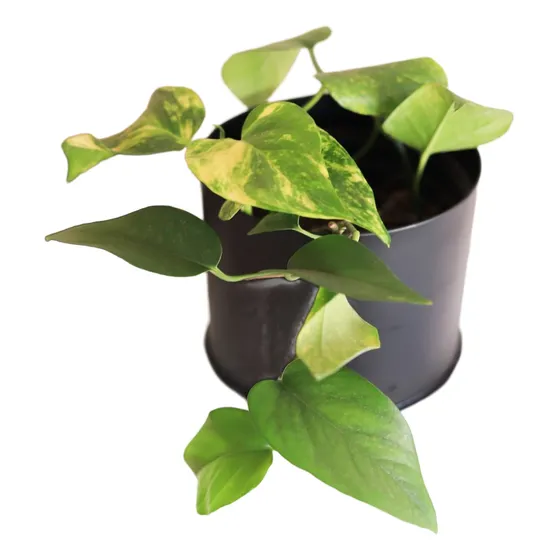 Pothus/potus Planta De Interior Colgante