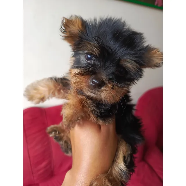 Yorkshire Terrier Miniatura