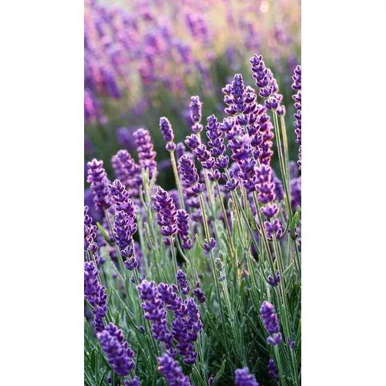 Lavanda Plantas