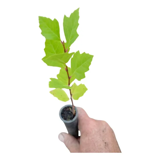 Mudas Plátano Kit Com 5 Mudas Ideal Para Jardins E Bosques Folhas Amarelas