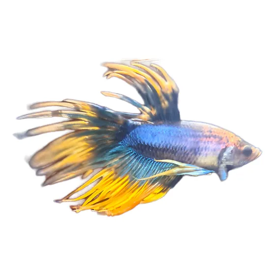 Betta Crowntail Mármol Importado