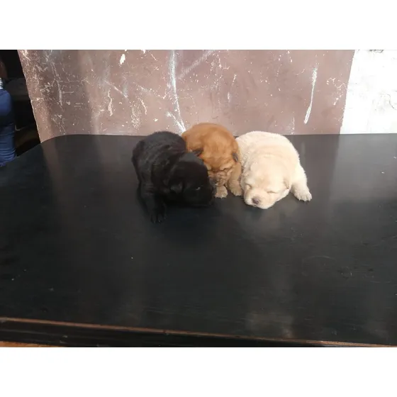 Chow Chow Crema Cinnamon Negro