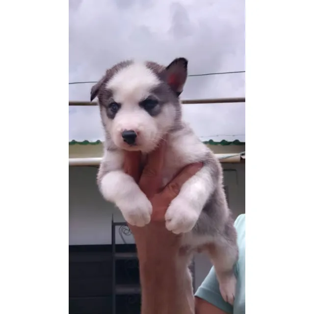 Husky Siberianos (lobos) Excelente Genética