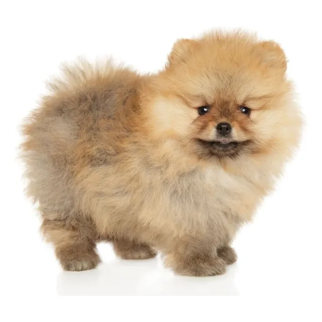Cachorros Pomerania Mini Toy Perros Pereira Pets Can Dogs