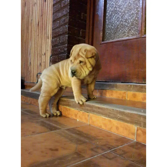Shar Pei Machito Apricot