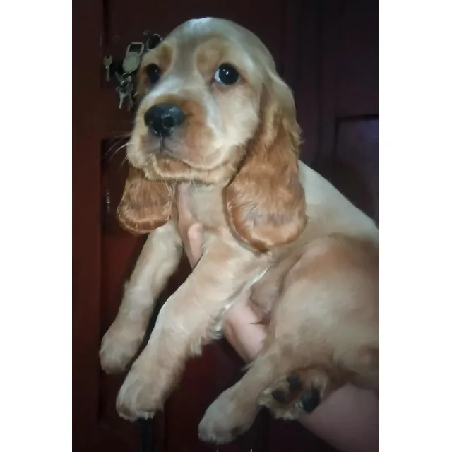 Cocker Spaniel