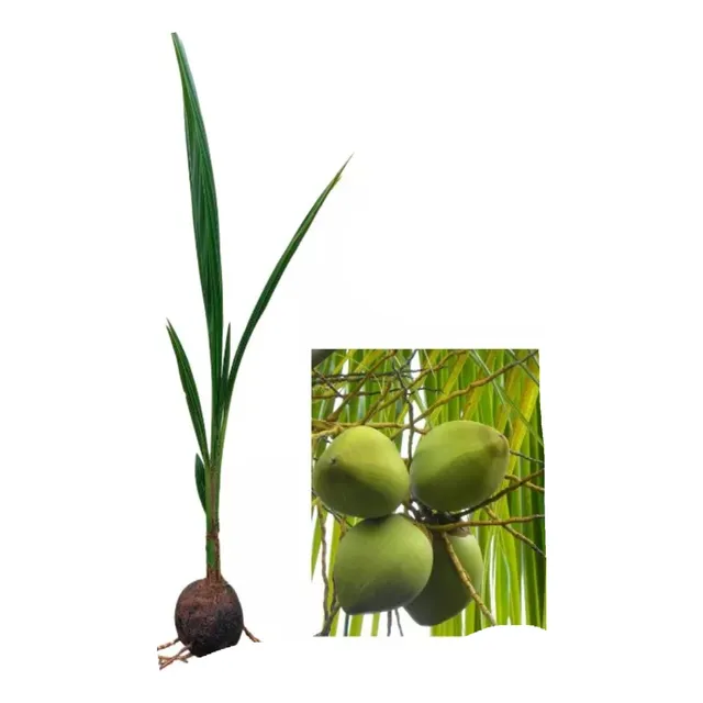 Plantin Coco Baihano En Castaña