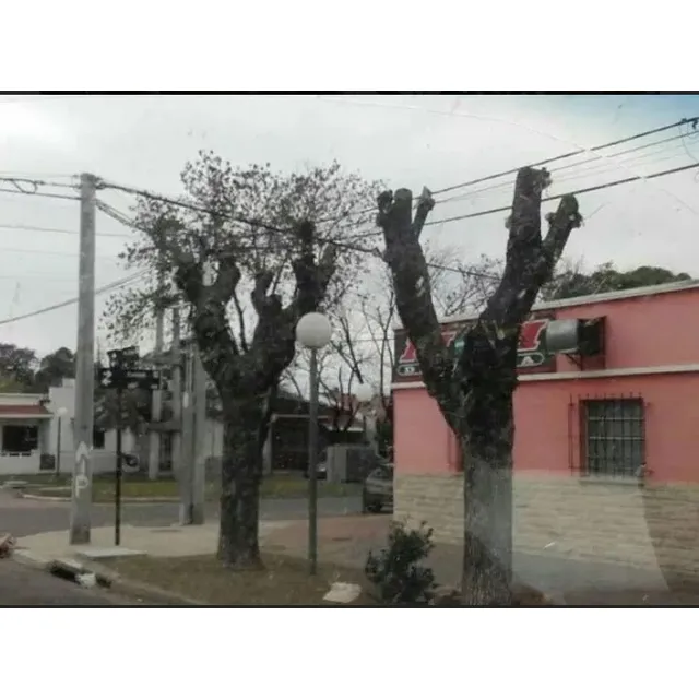 Poda Y Tala De Árboles Aceptamos Tarjetas D Crédito Mer Pago