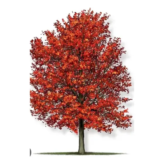 Fresno Rojo - 2,5 Mts. E.gratis Caba - Gba Vivero Hab.senasa
