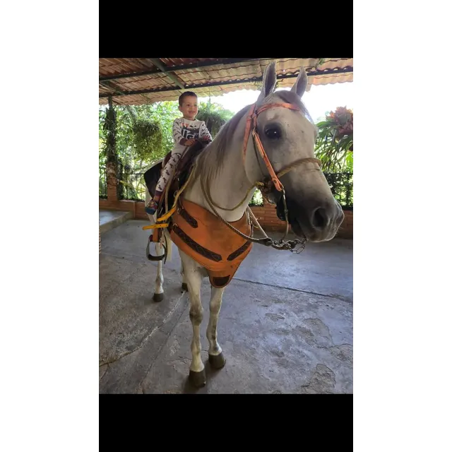 Caballo Para Coleo