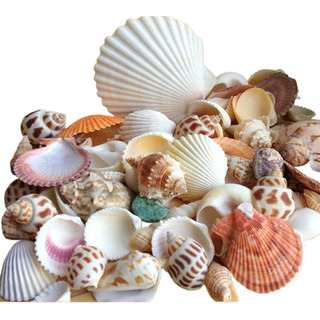 Micropaisaje Para Pecera Con Conchas Marinas Mixtas De Playa Micropaisaje Para Pecera Con Conchas Marinas Mixtas De Playa