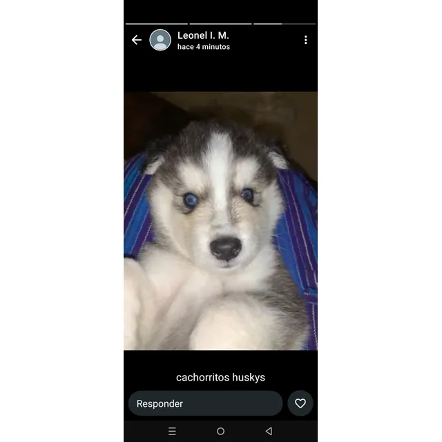 Bellos Hermosos Cachorros Raza Pura Huskys