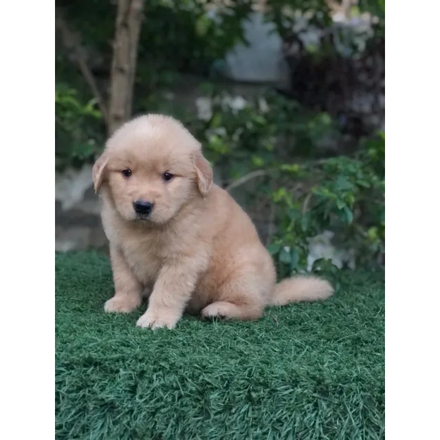 Cachorros Golden Retriever