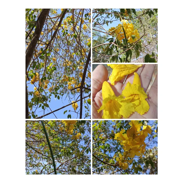 Semillas De Árboles Araguán