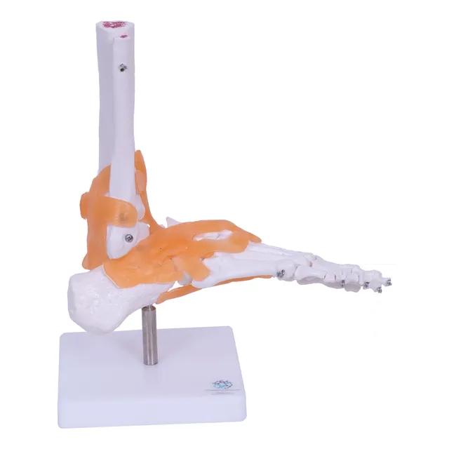 Modelo Anatômico Articulação Do Pé Com Ligamentos