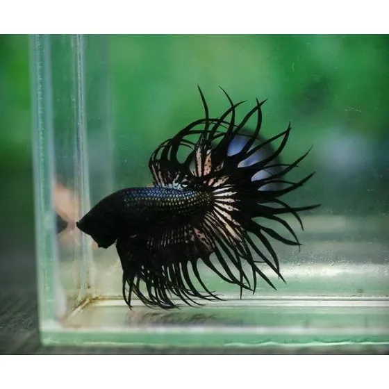 Betta Fêmea Crowntail Negra (cinco Unidades)