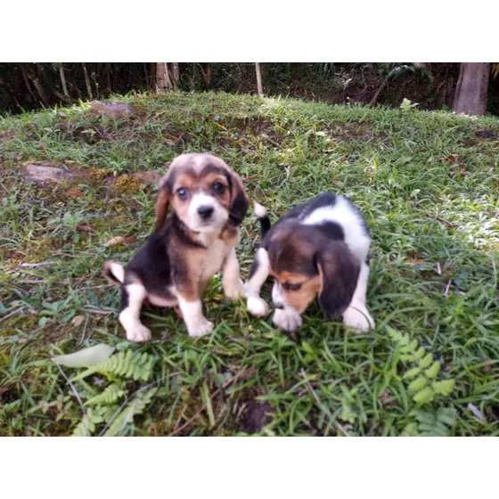  Feminha De Beagle Linda Filhota