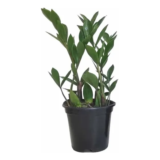 Muda De Zamioculca (planta Da Fortuna) Pequena