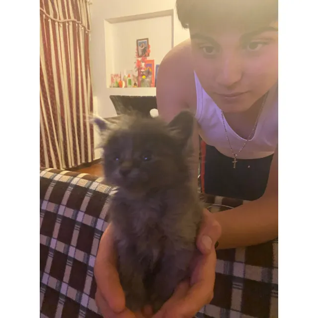 Hermosos Gatos Azul Ruso Nebelung