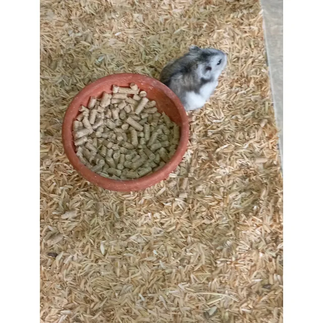 Hamster Rusos