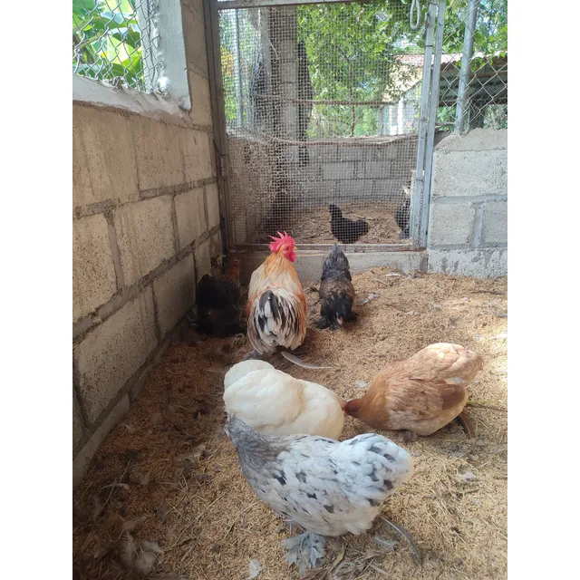 Gallinas Cochin Enanas En Diferentes Tamaños