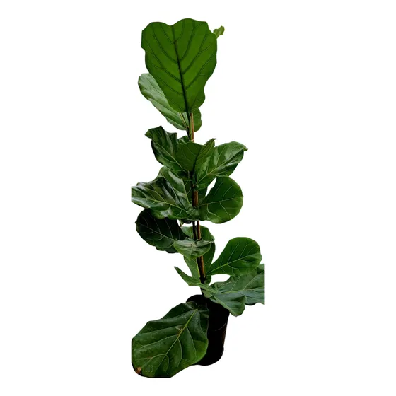 Ficus Pandurata - Árbol Interior 1.10m Con Maceta