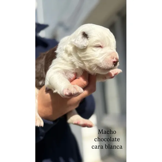 Cachorros Border Collie