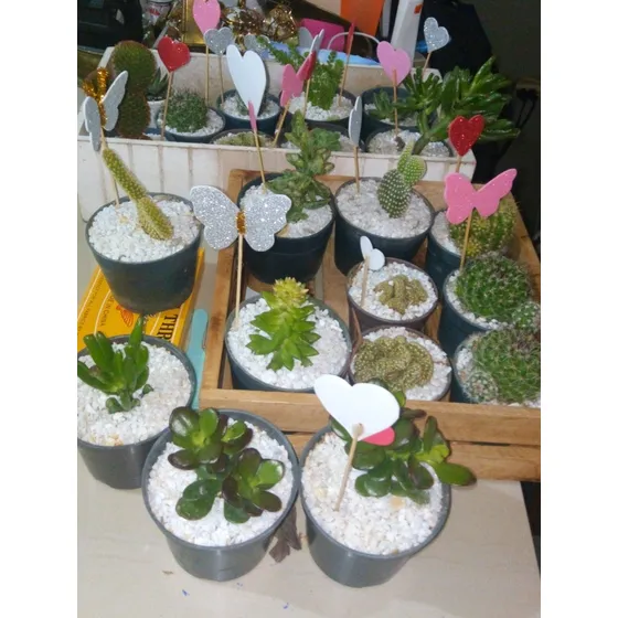 Venta De Plantas Suculentas Jardín Y De Siembra  Cultivo