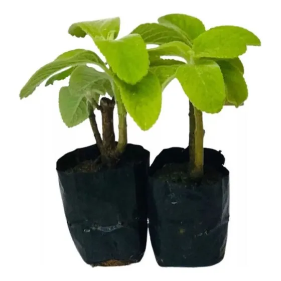 Kit 6 Mudas De Boldo - Hortaliça 20 Cm Externo
