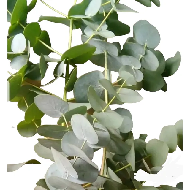 Eucaliptus Cinerea Plateado Sidra Azul Medicina- Nat Activa
