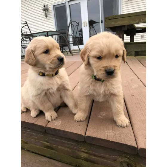 Cachorras Y Cachorros Premium - Pinamar Golden Retriever